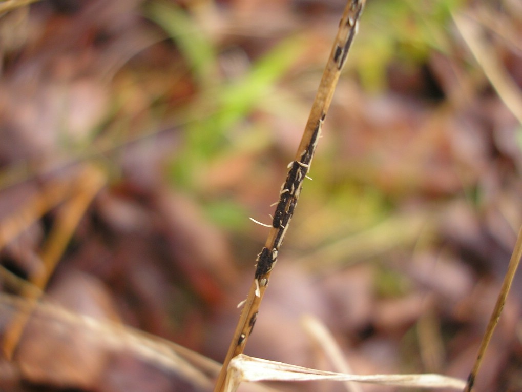 Telien von Resten der Epidermis umgeben