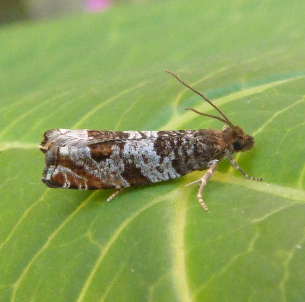Graham CalowSapcote garden119 June 2014