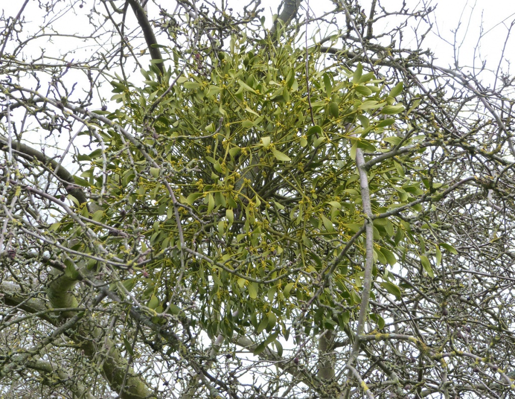 Graham CalowMain Street, Cosby22 February 2016