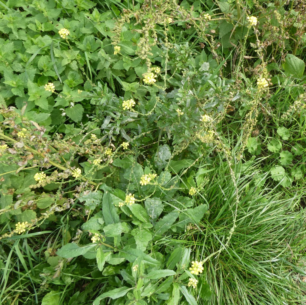 sueAsfordby, path to river off Hoby Rd10 October 2023