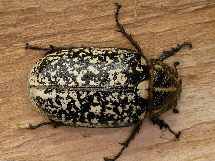 Mark SkevingtonBraunstone11 July 2006c37mm long, adventive species