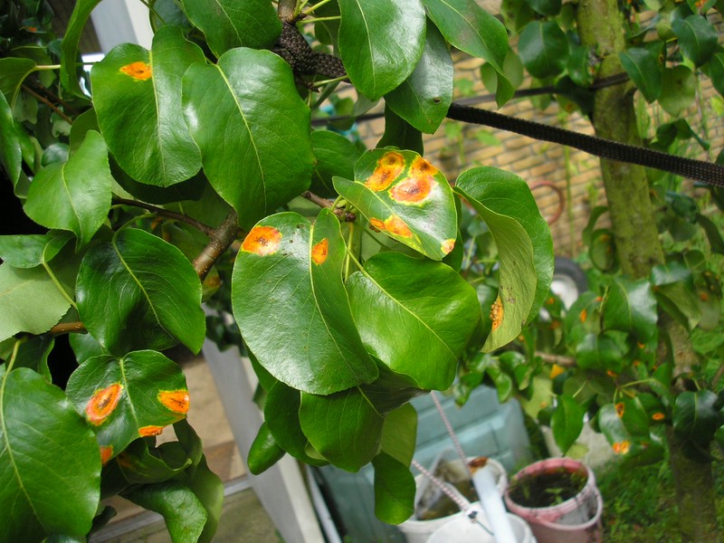 Habitus