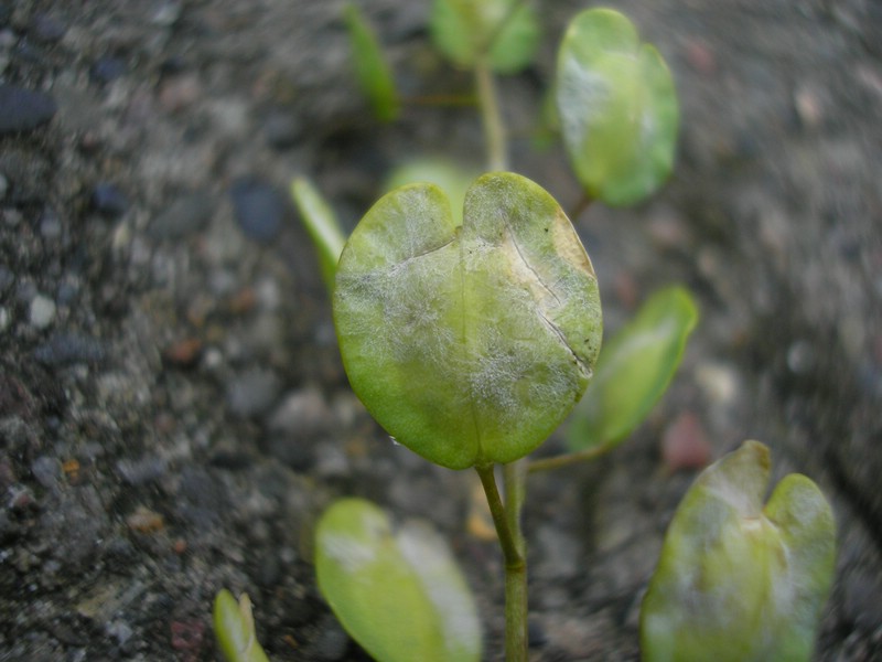 Befall hier als weißes flockiges Myzel an den Früchten