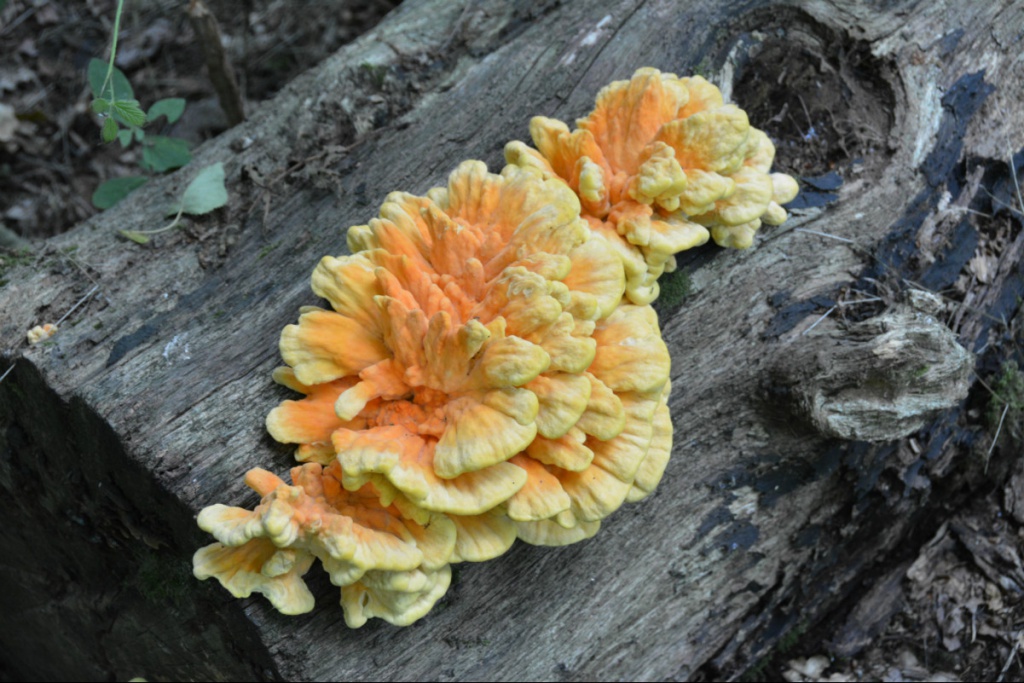 Ian MerrillWhitwick, Swannymote Road17 August 2022