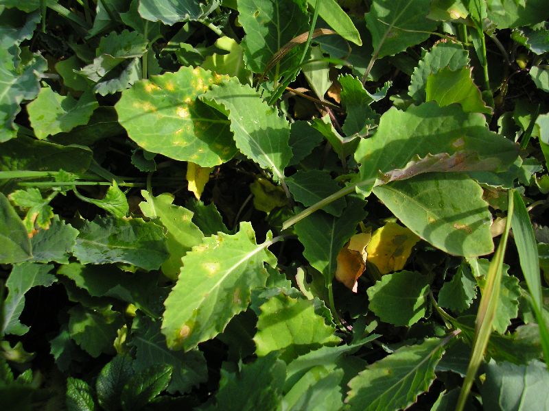 Befallene Pflanzen Habitus