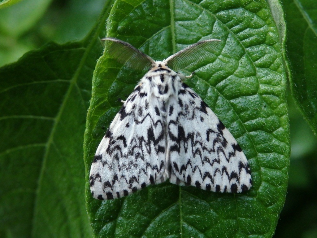 Dave ColeOld railway line reserve05 August 2016