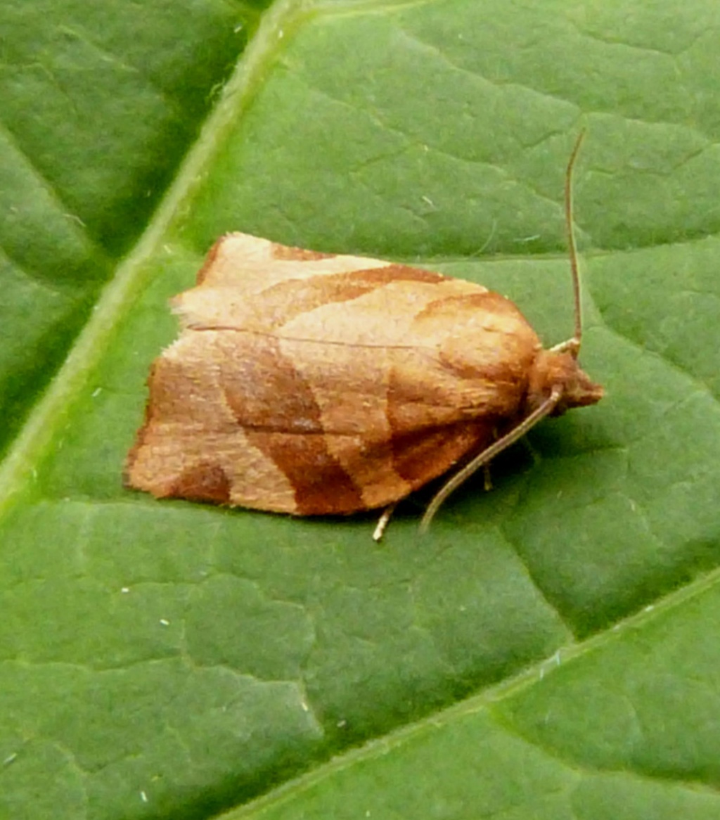 Graham CalowSapcote garden102 June 2014