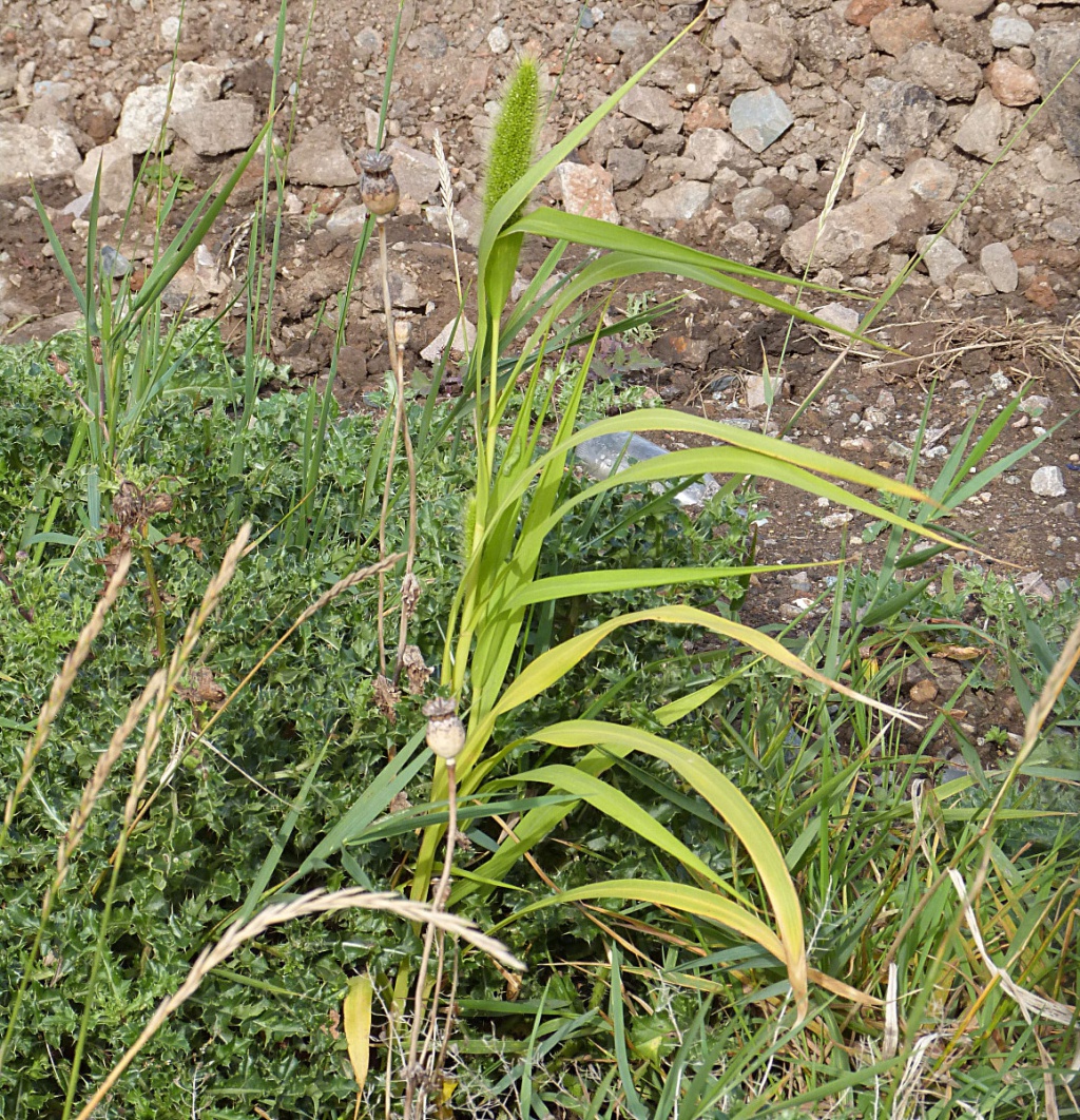 Graham CalowStanton Road, Sapcote 29 September 2016