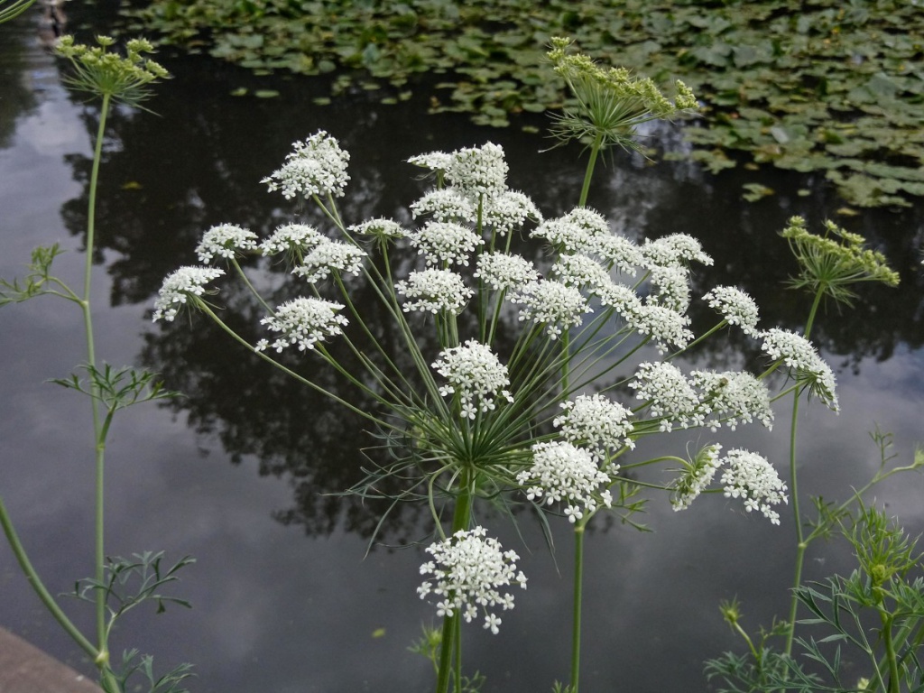 Peter SmithLeicester, Abbey Park16 July 2021Many divided bracts; many tapering bracteoles.