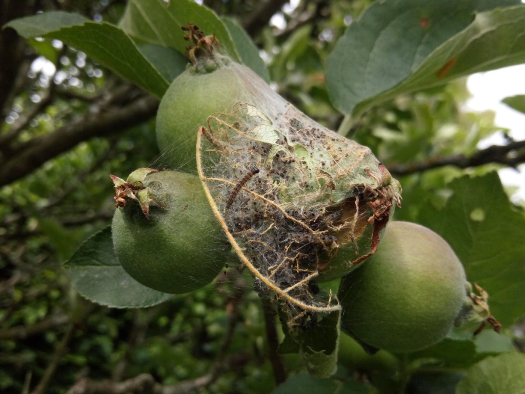 Peter SmithCropston garden11 June 2022