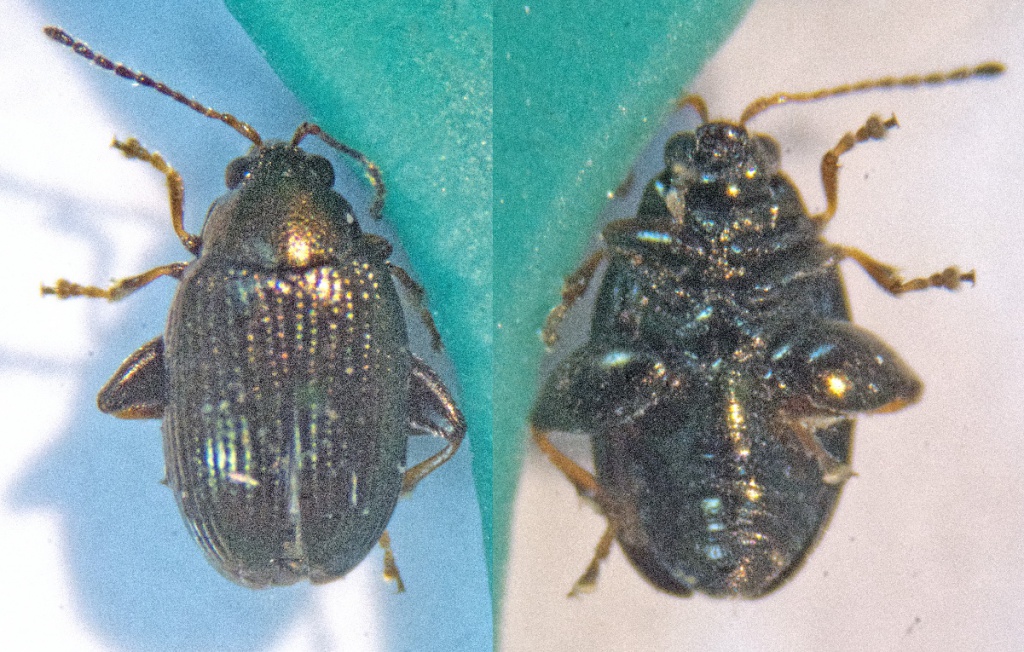 AJ CannKilby19 January 2019