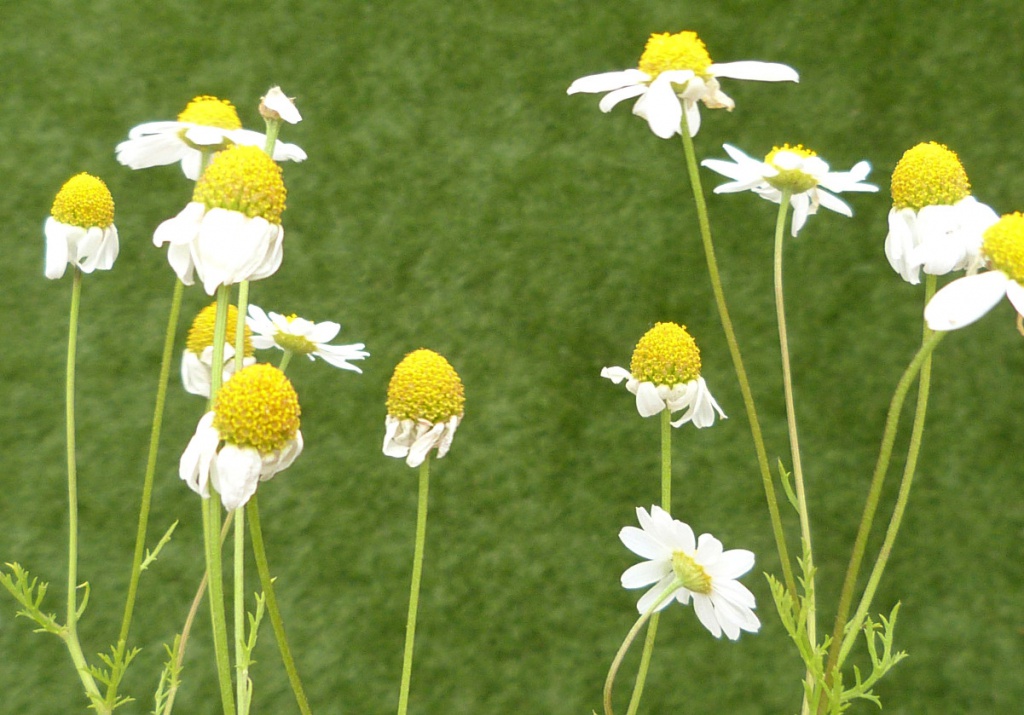 Graham CalowDunton Gorse 08 July 2021