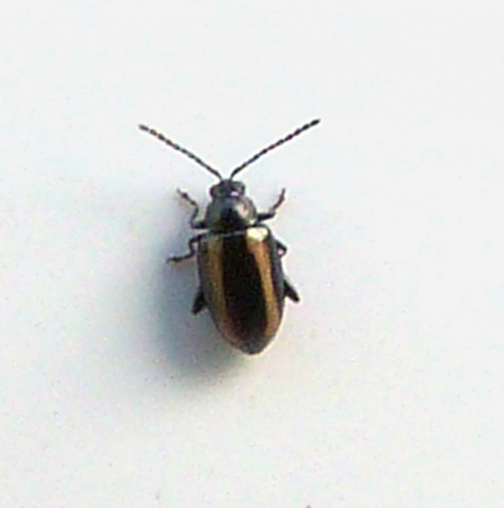 Graham CalowSapcote garden103 May 2015specimen examined