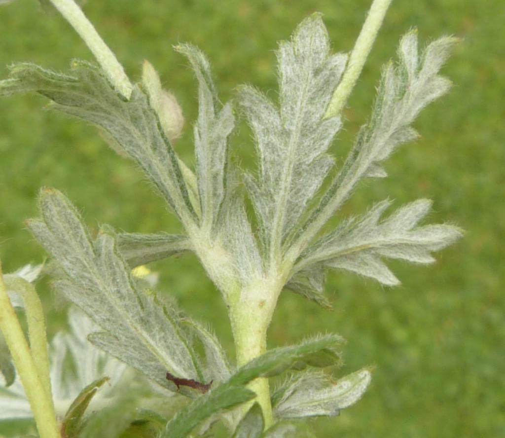Graham Calownear Huncote Road, Stoney Stanton 18 June 2016white, tomentose hairy leaves