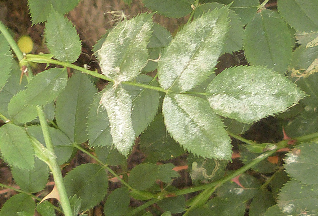 Graham CalowSharnford, Fosse Meadows 02 July 2021mildew on Dog-rose