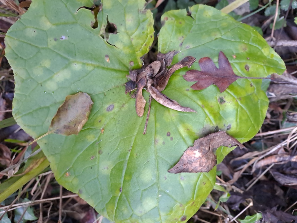 Melinda BellDimminsdale Nature Reserve12 November 2022on Coltsfoot