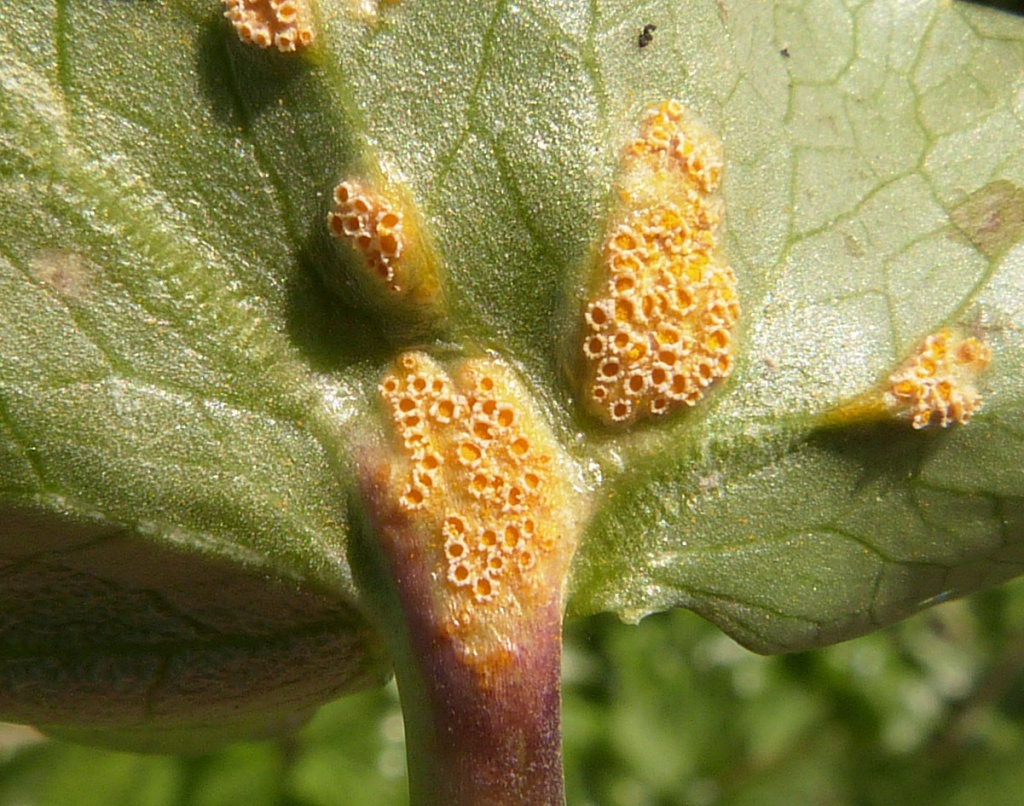 Graham CalowWitherley23 April 2015on Lesser Celandine