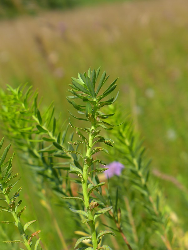 Befallene Triebe sind meist deformiert und sehr lang; hier hat nur eine Verbreiterung der Blätter stattgefunden