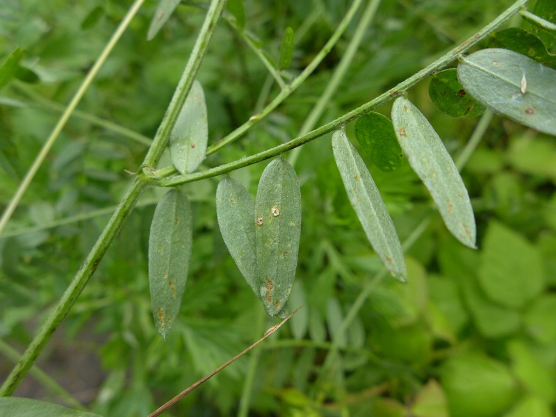 Aezien vor allem blattunterseits, gelblichweiß, becherförmig, mit auswärts gekrümmter und zerschlitzter Pseudoperidie