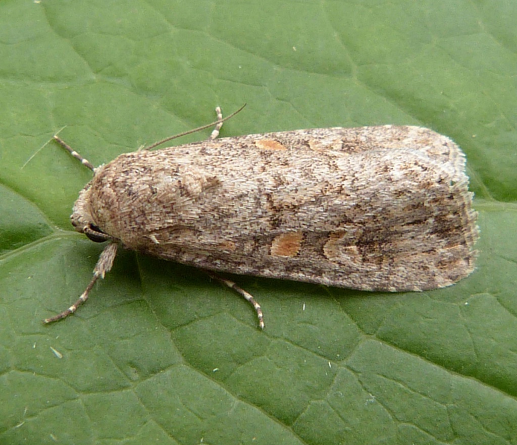 Graham CalowSapcote garden121 July 2015