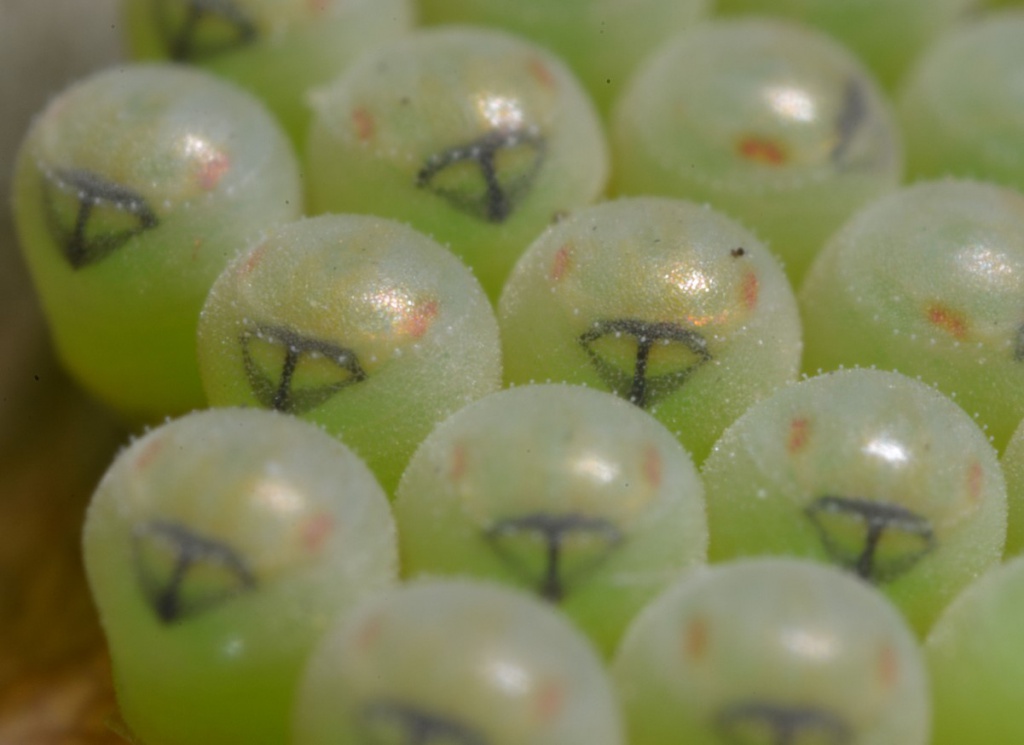 David NichollsMartinshaw Wood07 July 20072nd instar nymph