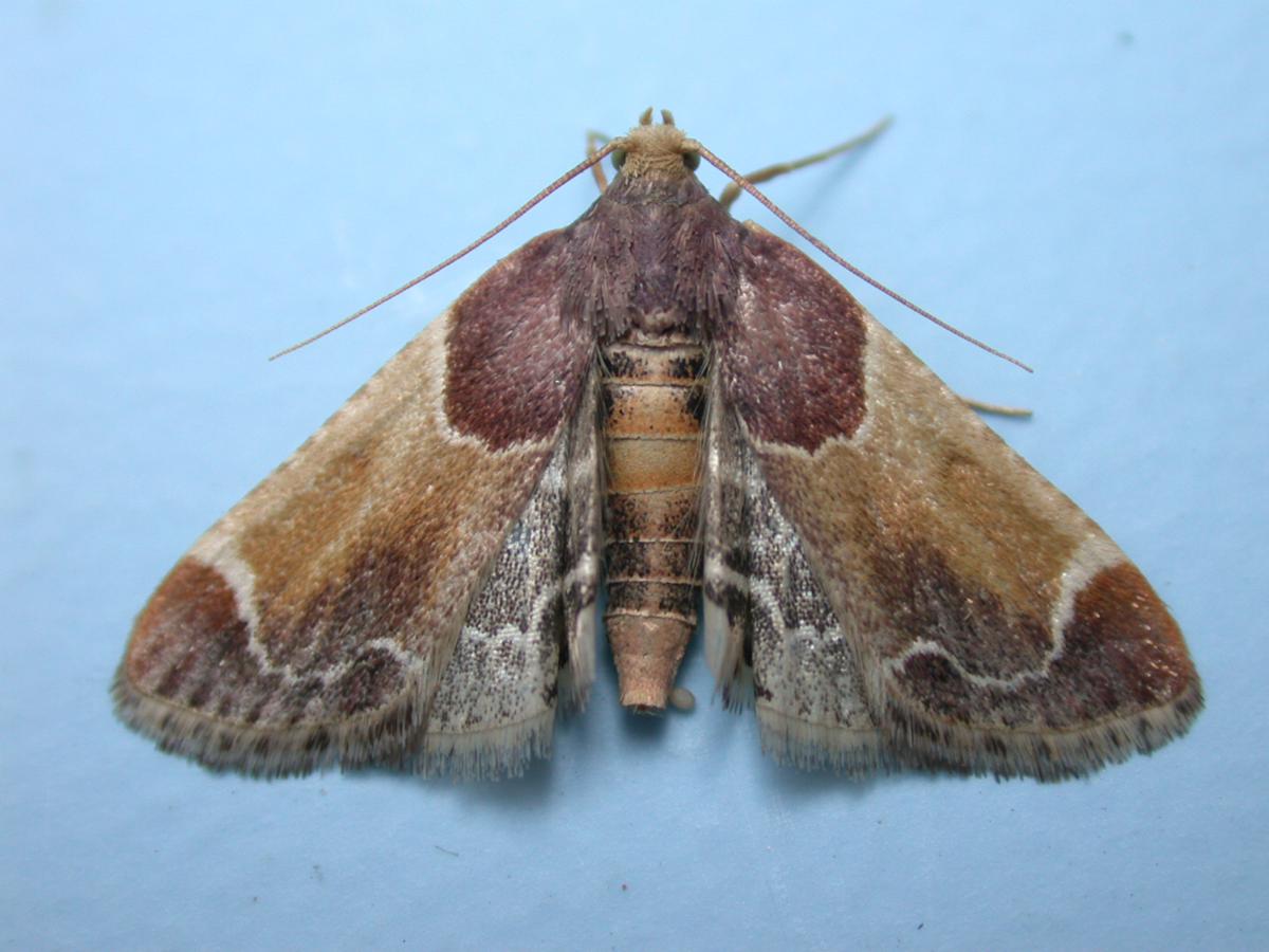 John CranfieldFleckney Garden122 August 2006