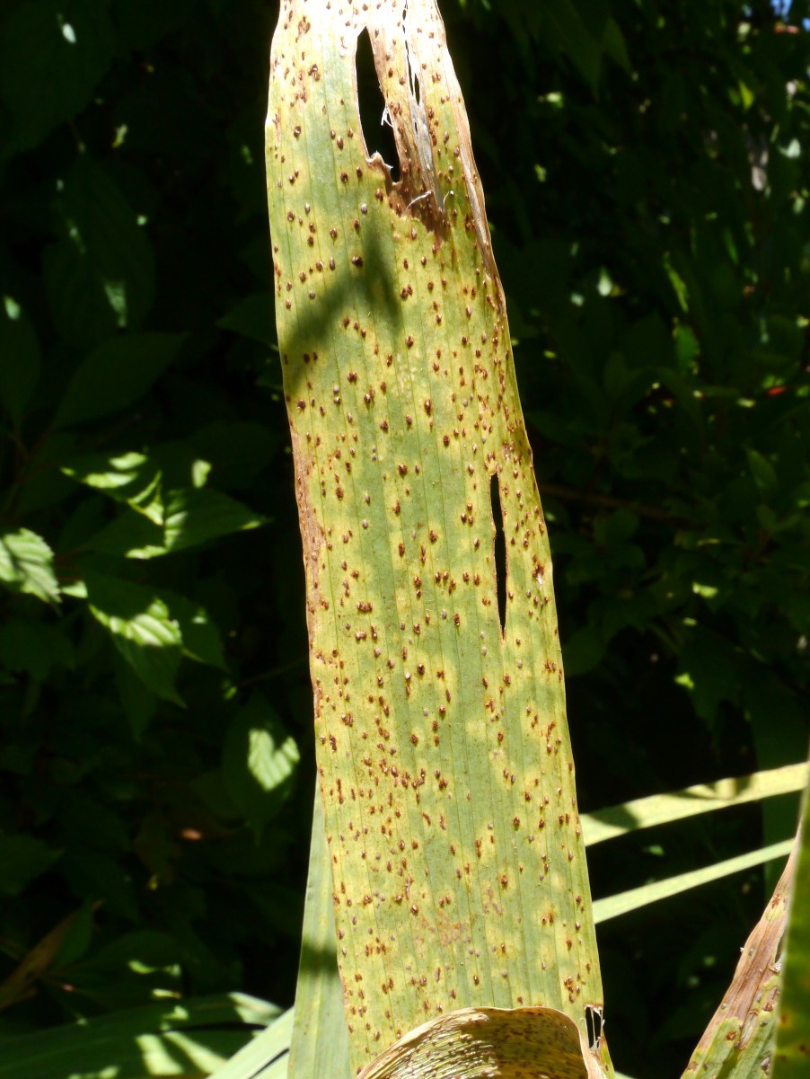 Peter SmithCropston garden30 June 2018