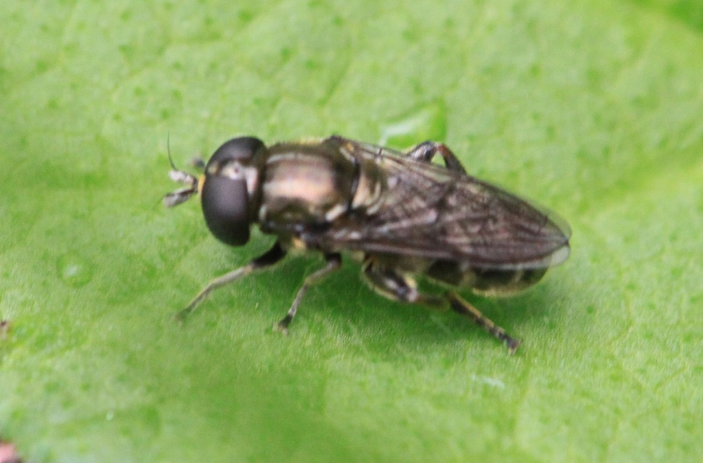 Paul RuddochMelton Country Park29 May 2015specimen examined