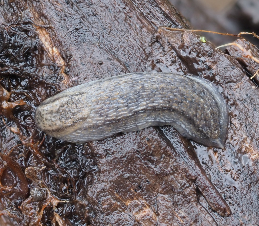 David NichollsPiper Wood, Shepshed15 April 2023