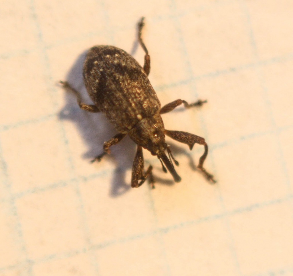 Ray PearceShepshed garden20 March 2019