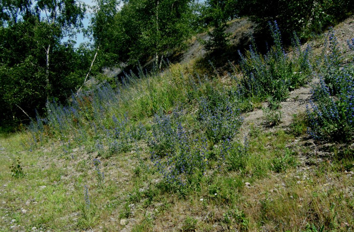 Ron.stevensBroughton Astley05 June 2011