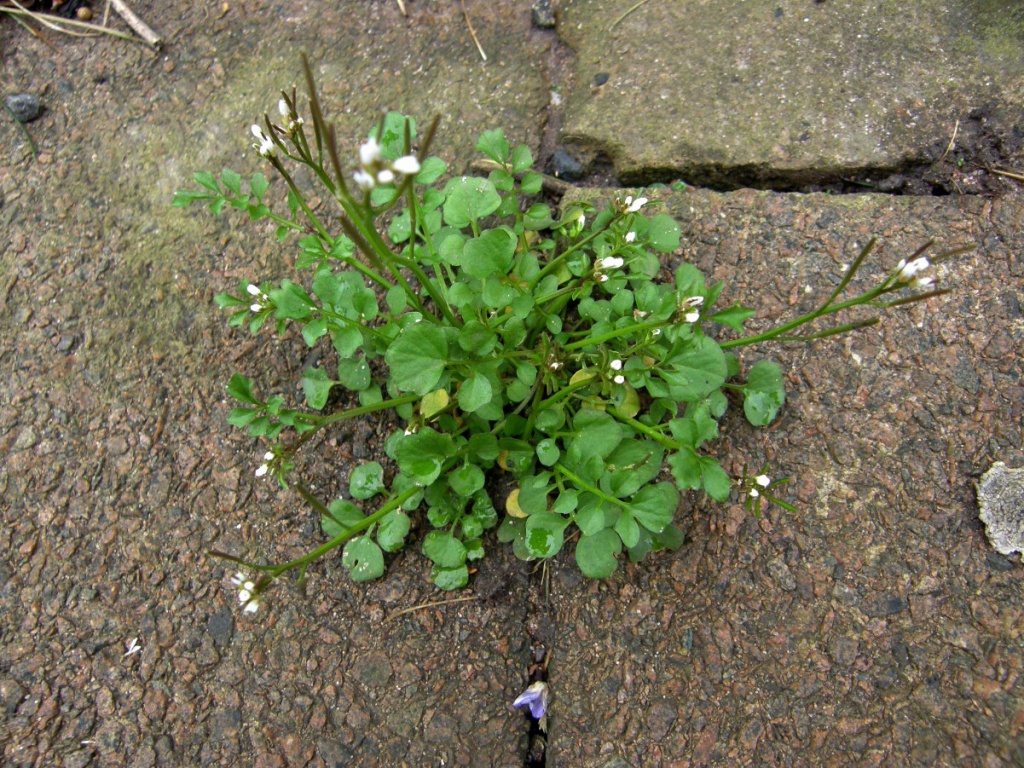 Saharima RoenischHighway Road11 March 2017