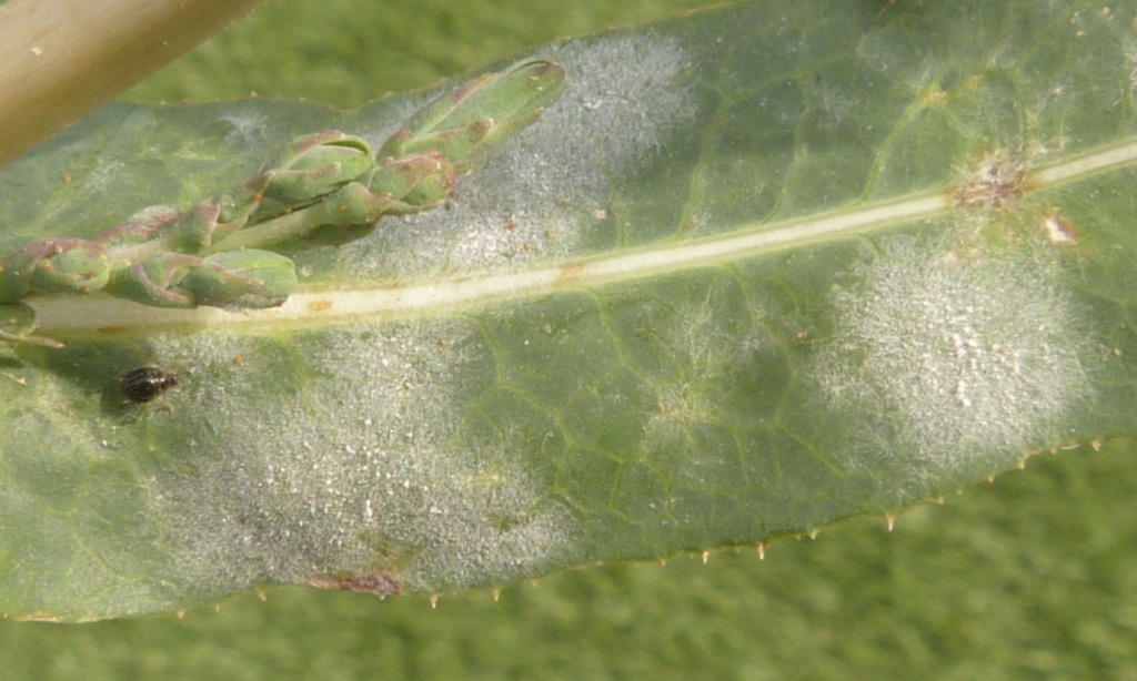 Graham CalowSapcote, Land off Sapcote Road 03 September 2022on Prickly Lettuce