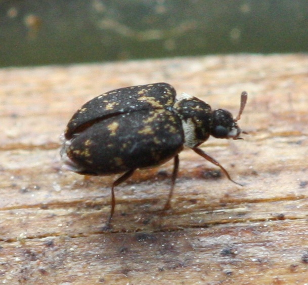 David NichollsMartinshaw Wood05 July 2012