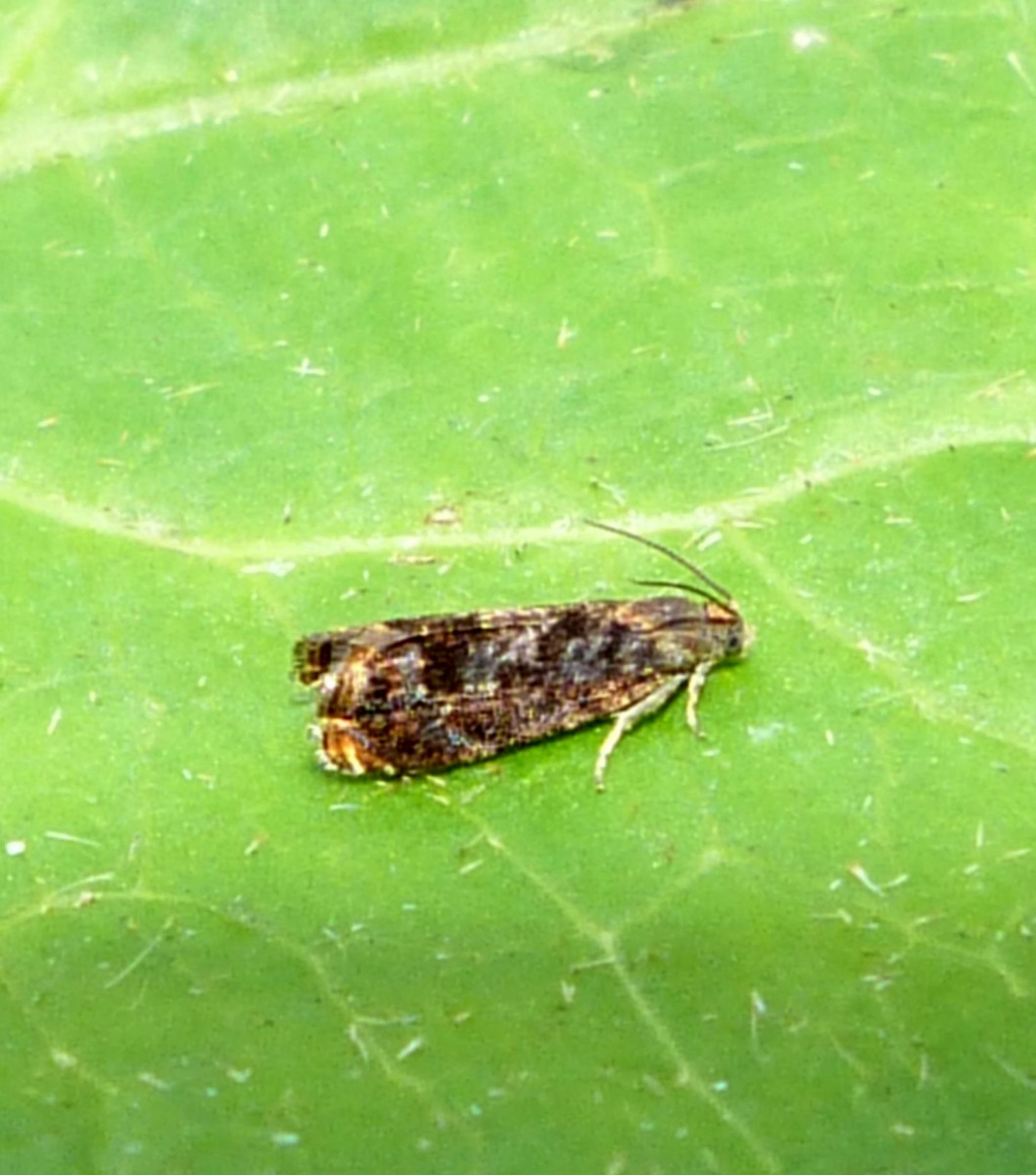 Graham CalowSapcote garden107 July 2013