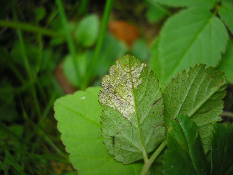 Detail des Pilzrasens