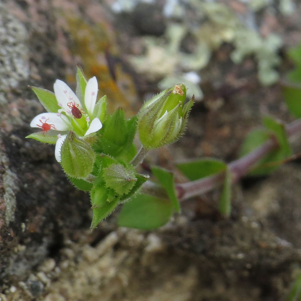 David GouldCroft Pasture, Leics.22 May 2015