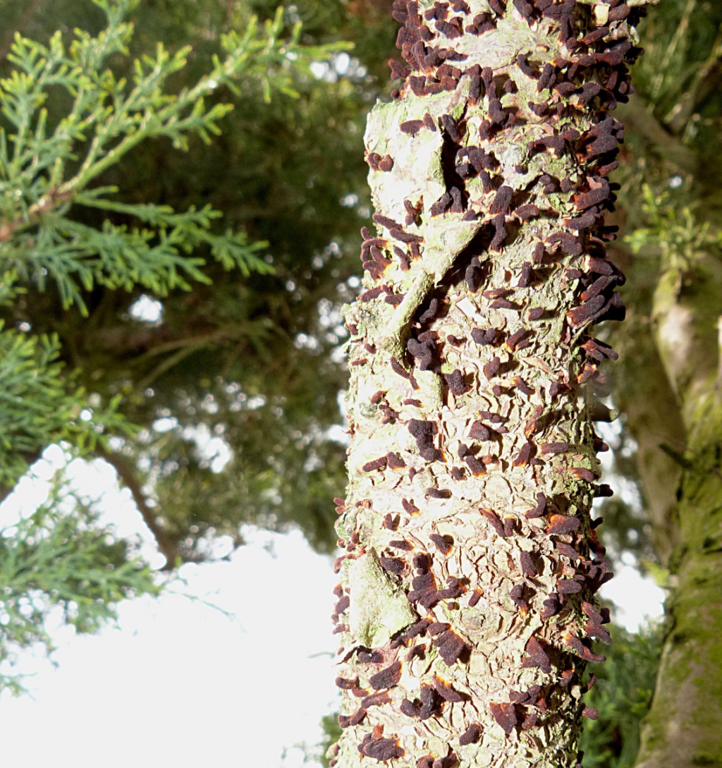 Graham CalowSapcote, Hinckley Road 30 April 2019on cultivated Juniper