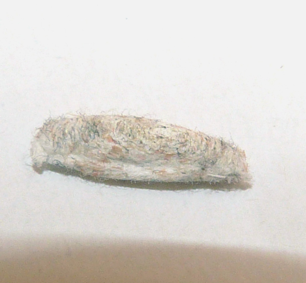 JamesCalow Broughton Astley, Fallow Close 01 August 2021pupal case