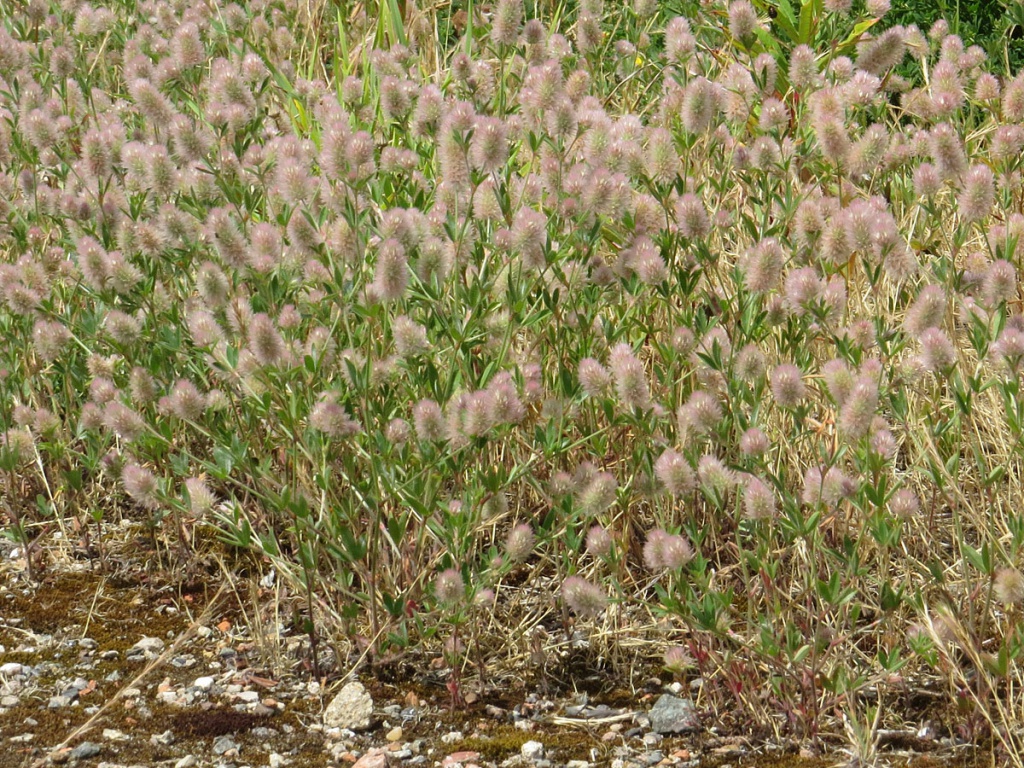 David GouldWolsey Island, Leicester09 July 2015