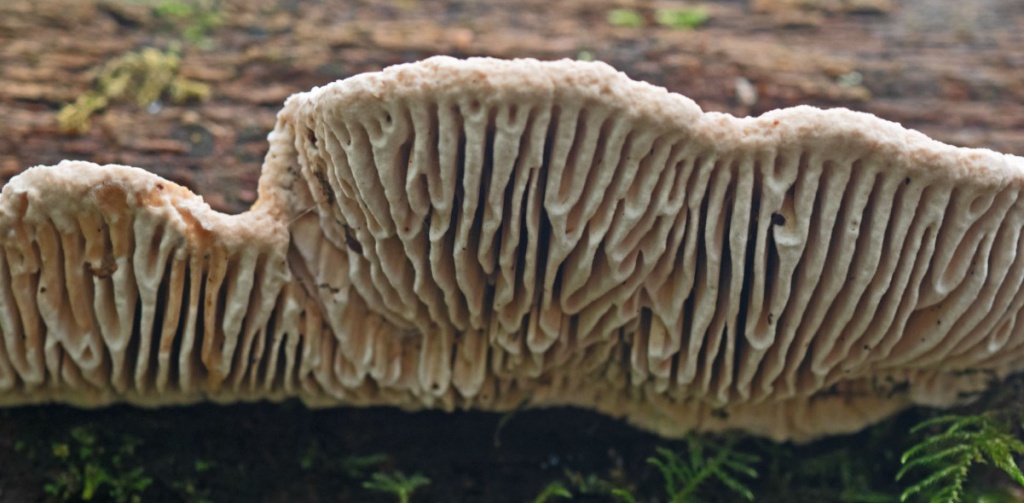 irturnerCharley wood07 October 2021