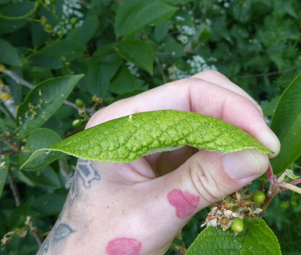 Saharima RoenischLeicester Victoria Park, Eco-area26 May 2020curled leaf