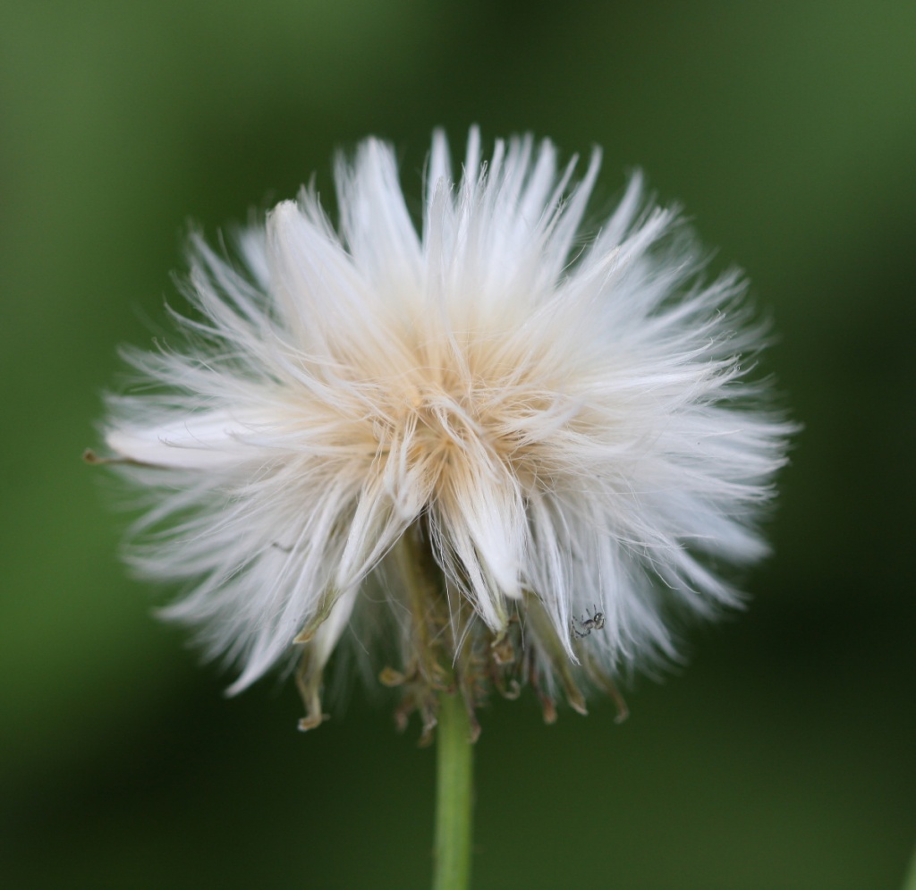 David NichollsWatermead Country Park06 September 2012