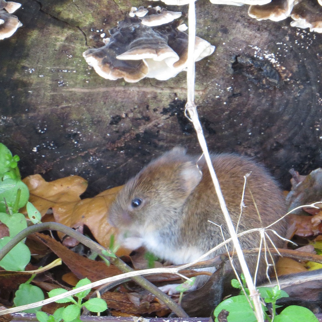 Dianne BrakerGroby garden130 April 2010