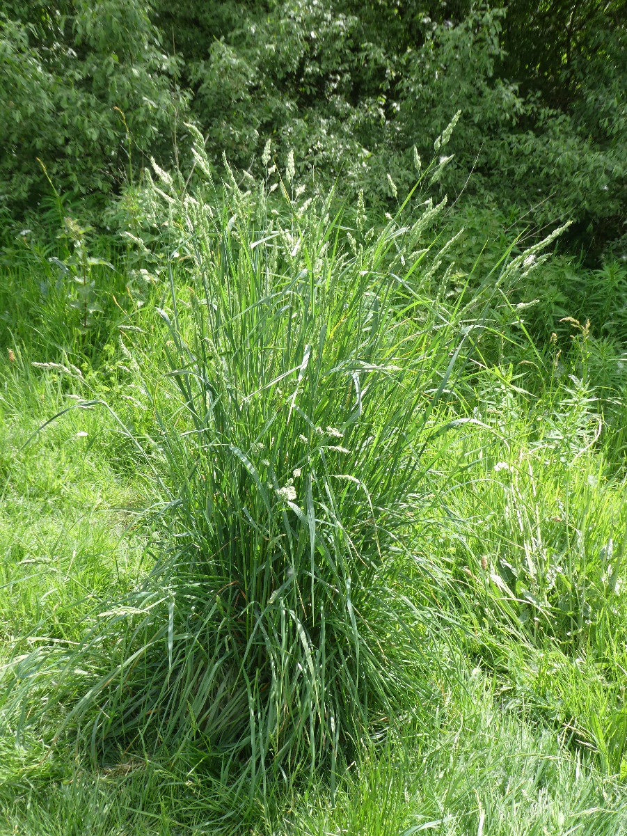 Melinda BellWhitwick,Coalville Meadow SSSI07 June 2021