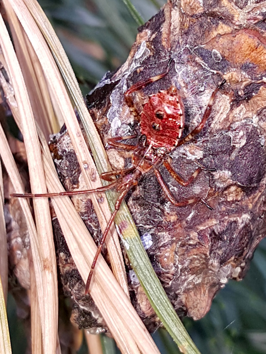 Mike HiggottCounty Hall12 September 2019nymph
