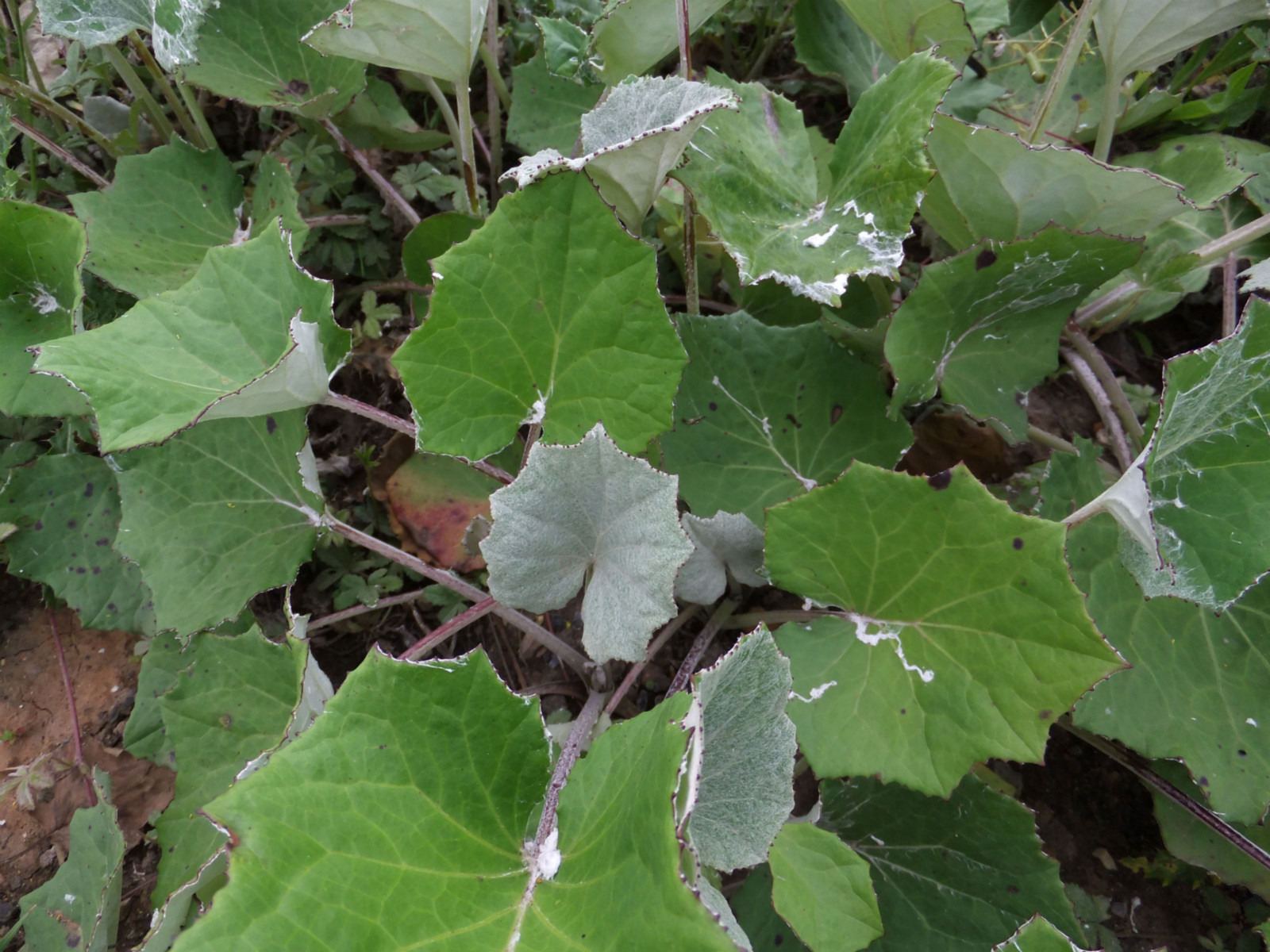 Ron.stevensBroughton Astley15 June 2011
