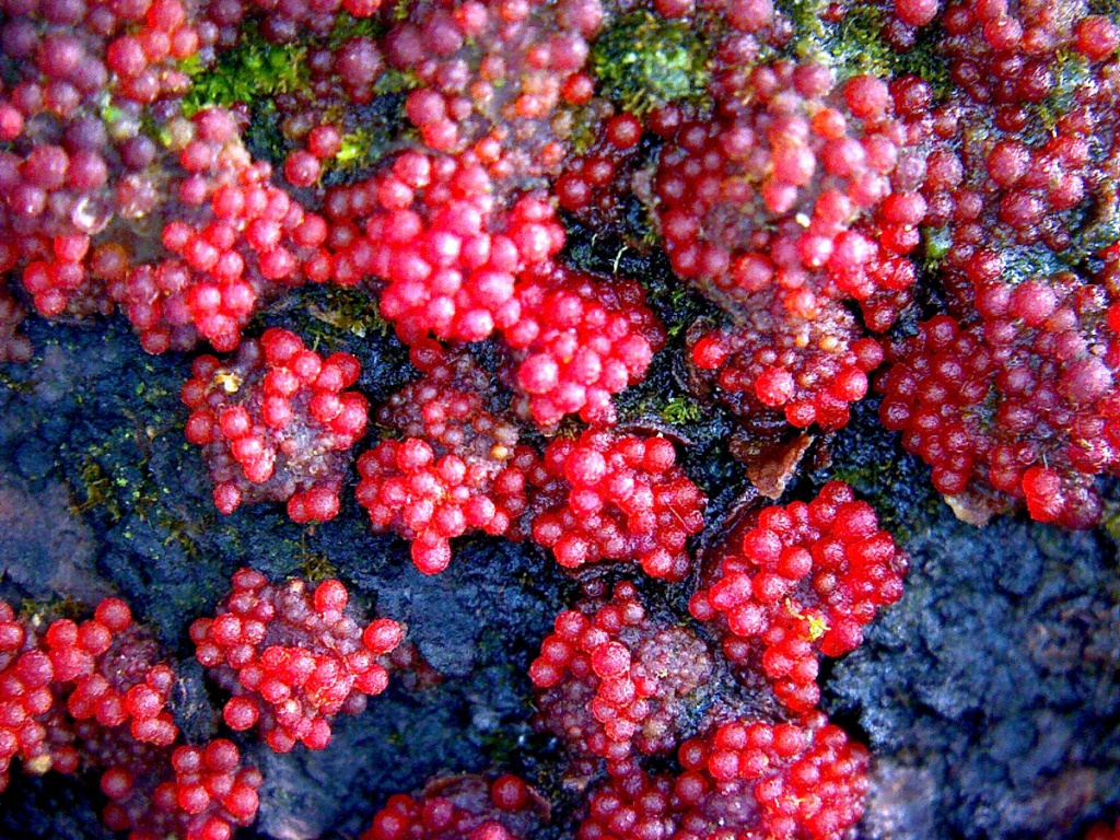 Melinda BellColeorton Wood18 February 2021       0.5 cm field of view