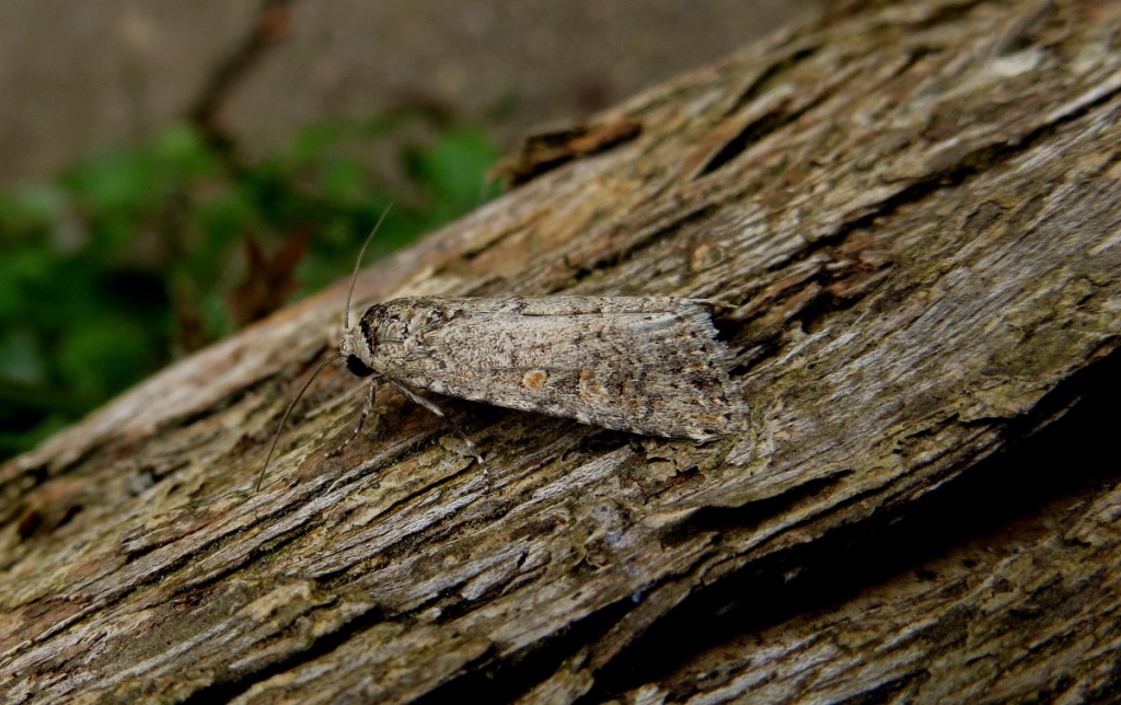 philjohnLoughborough Garden11 June 2015