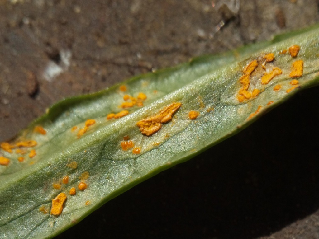 Peter SmithCropston garden15 April 2020on a Campanula